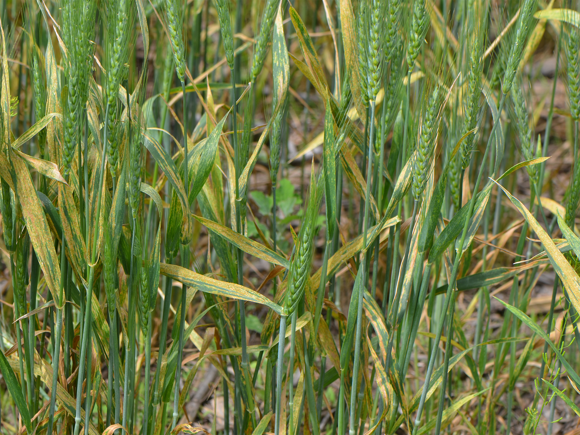 Wheat Disease Update Late May Cropwatch University Of Nebraska