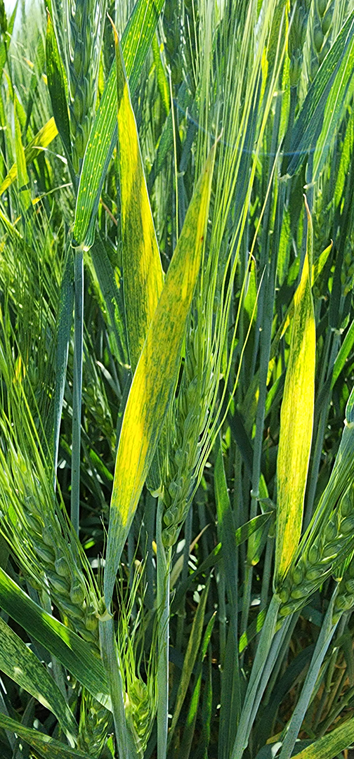 wheat with wheat streak mosaic