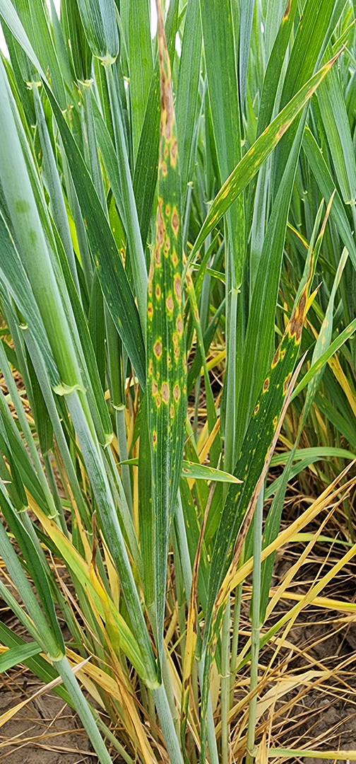 yellowing wheat