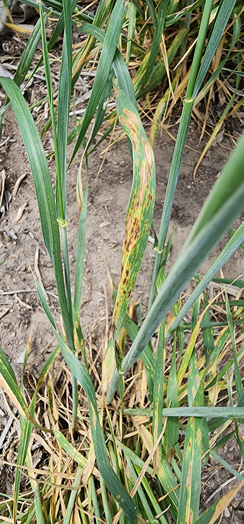 wheat with yellow and brown discoloration