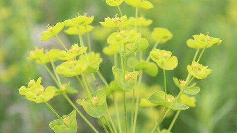 leafy spurge in field
