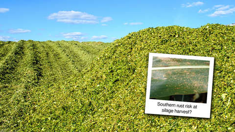 Pile of chopped corn silage under a blue sky with an inset photo showing southern rust pustules on a corn leaf, highlighting disease risk at harvest.