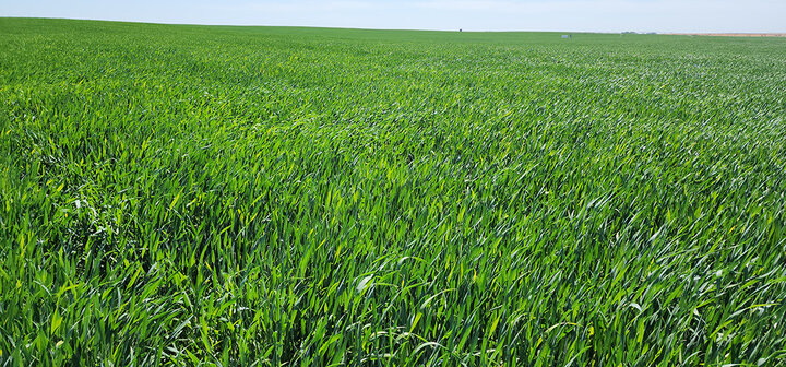 healthy green wheat field
