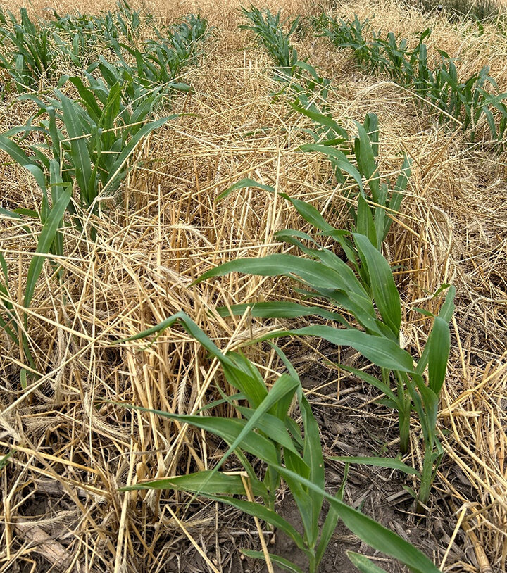 Yellow cereal rye residue surrounds young, green corn rows