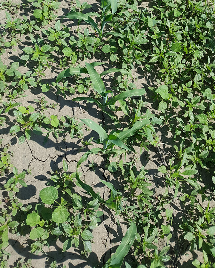 Corn field with heavy weed infestation