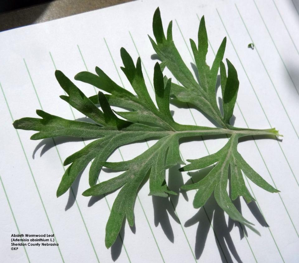 Absinth wormwood leaf