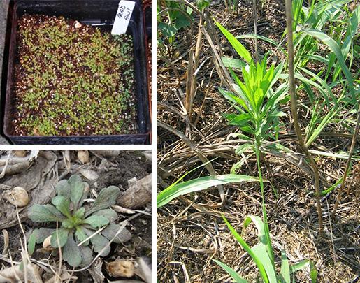Horseweed plant stages