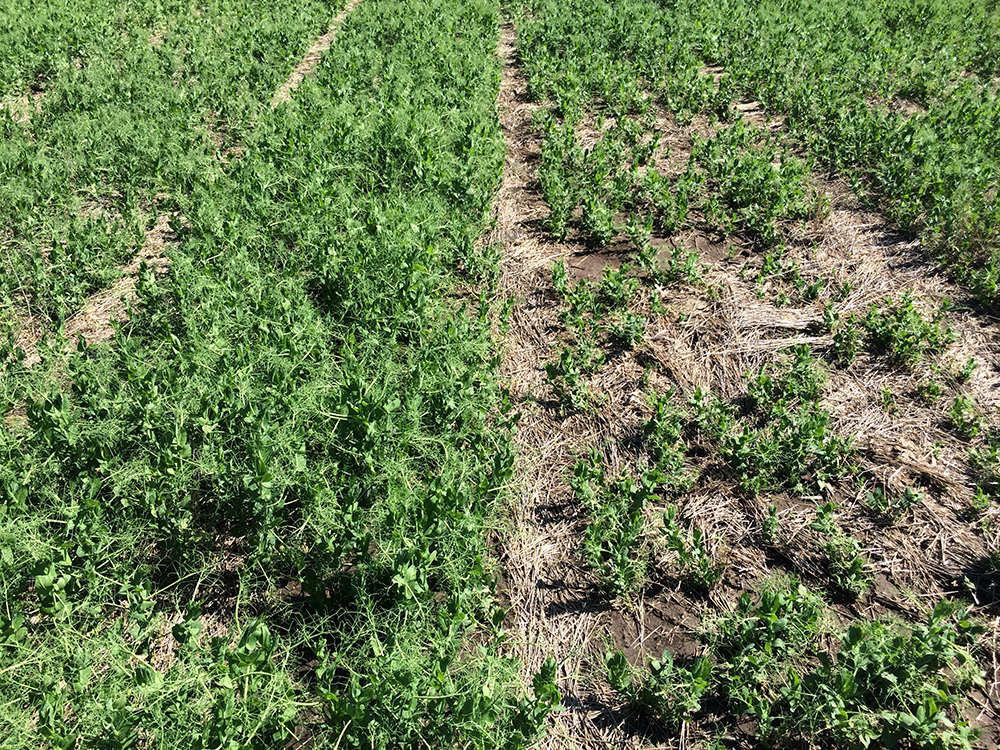 Field pea plots near Venango 2016