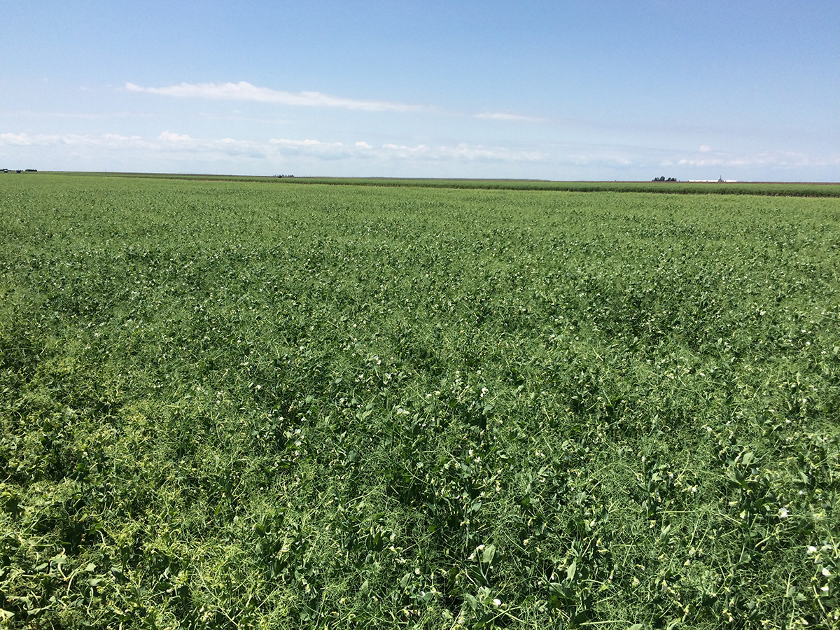 Yield response to field pea population density
