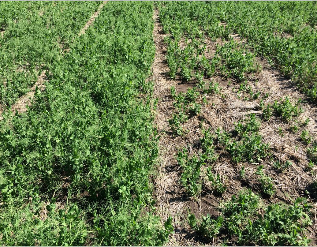 Field pea variety test plots at Venango