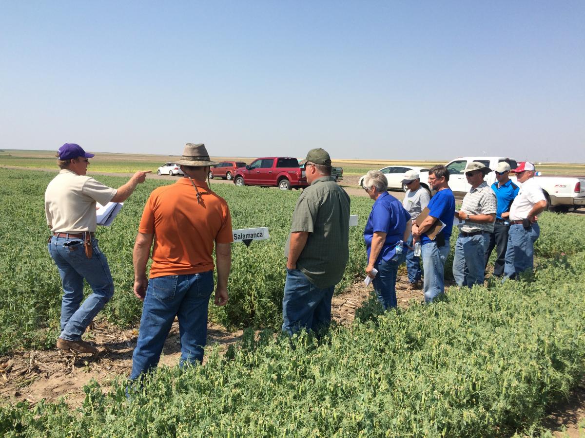 KSU Cropping Systems Specialist Lucas Haag speaking at field pea field day