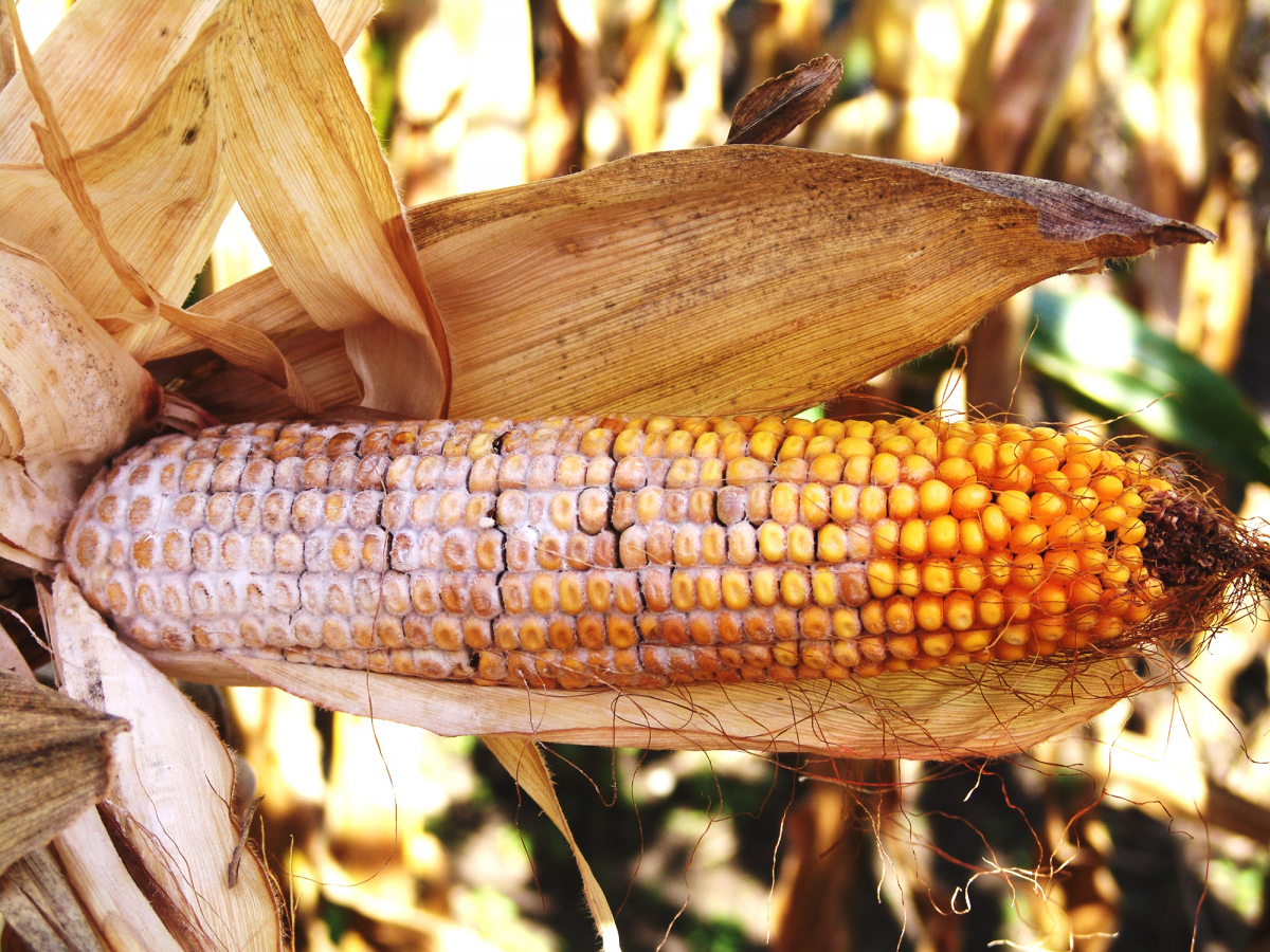 Diplodia ear rot in corn