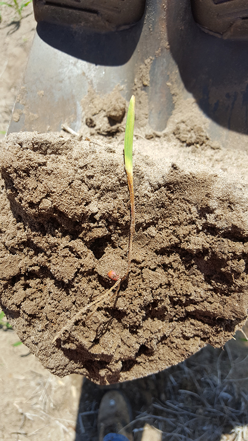 Diseased corn seedling