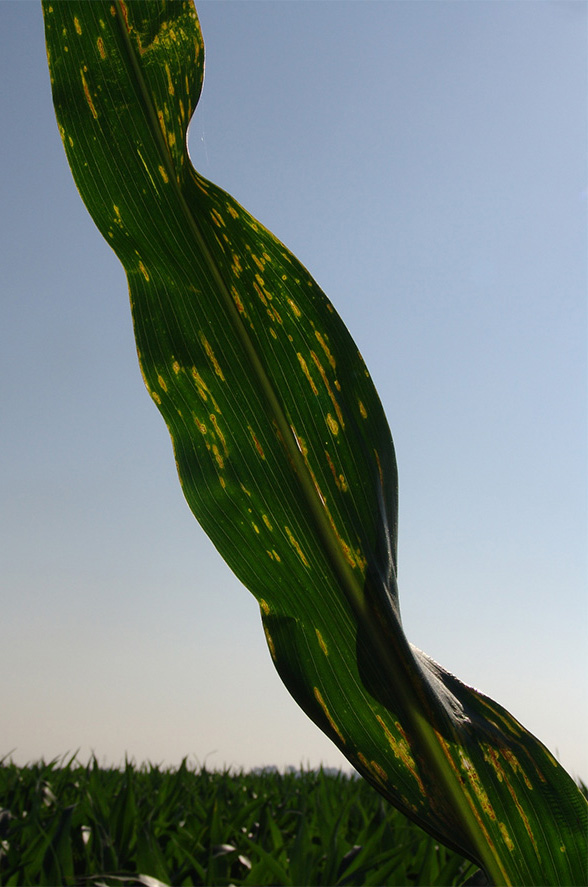 Figure 2.  Yellow haloes may be evident around some Xanthomonas bacterial disease lesions when backlit;
