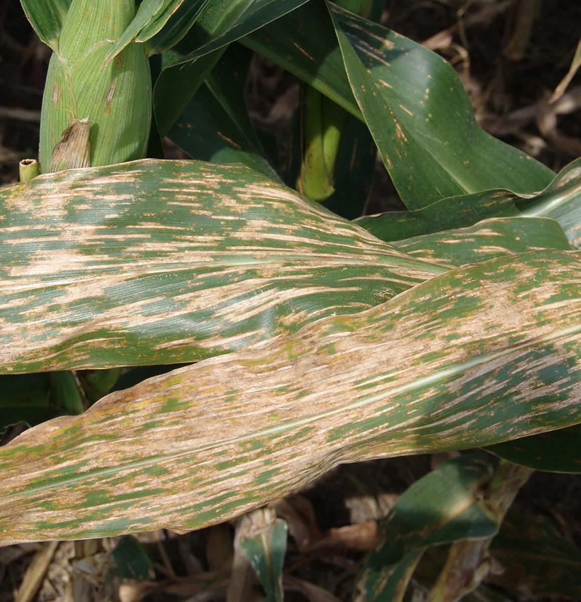 Corn leaf with severe gray leaf spot
