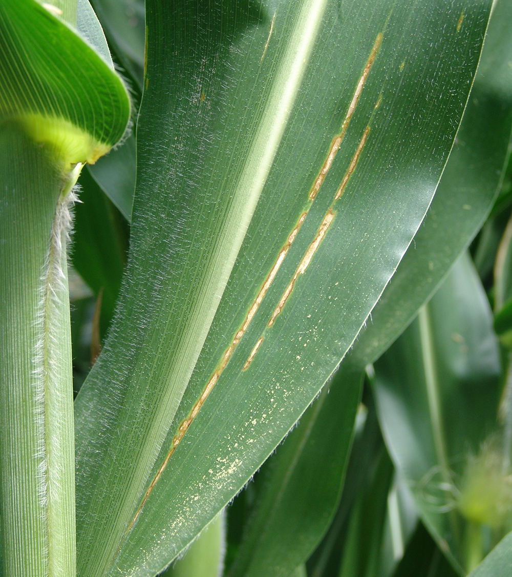 Bacterial leaf streak lesions on corn leaf