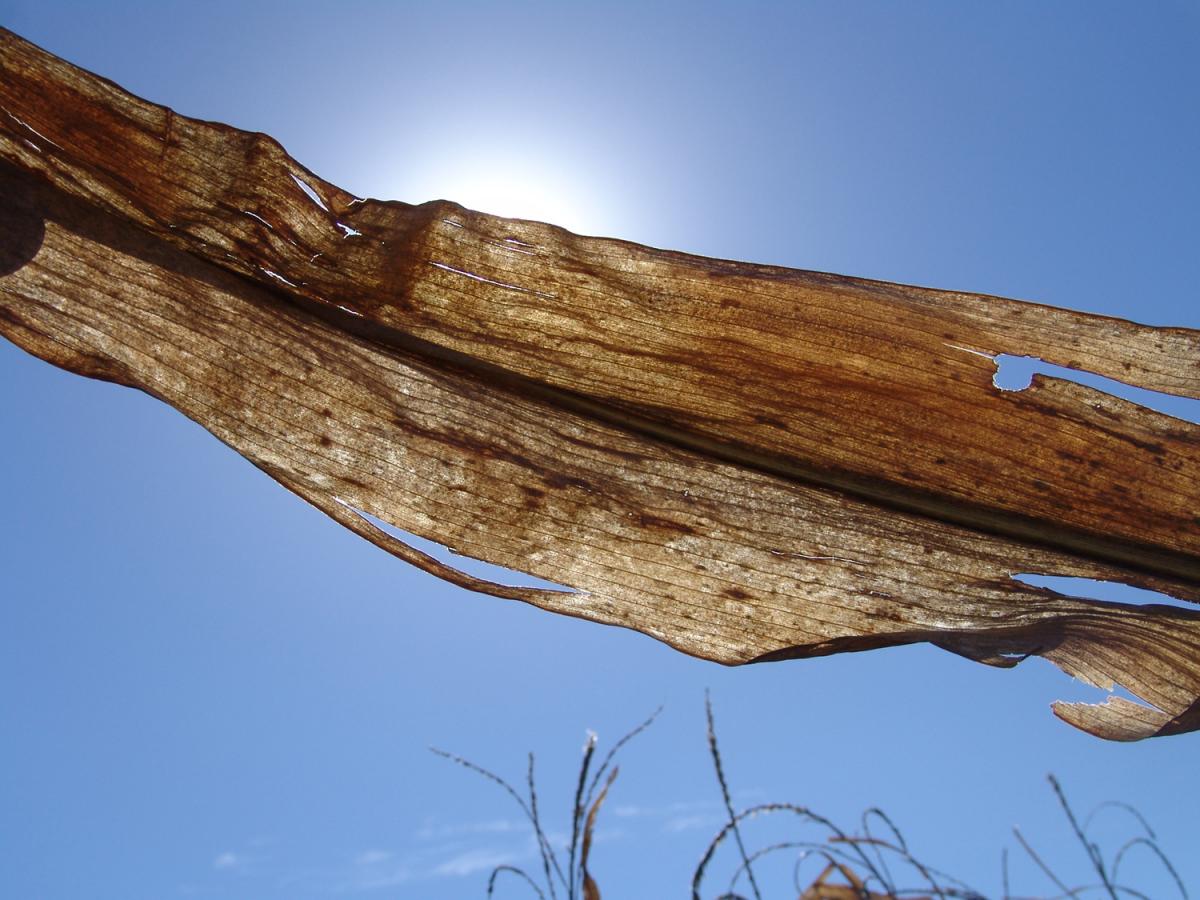 Bacterial leaf streak on dried corn leaves