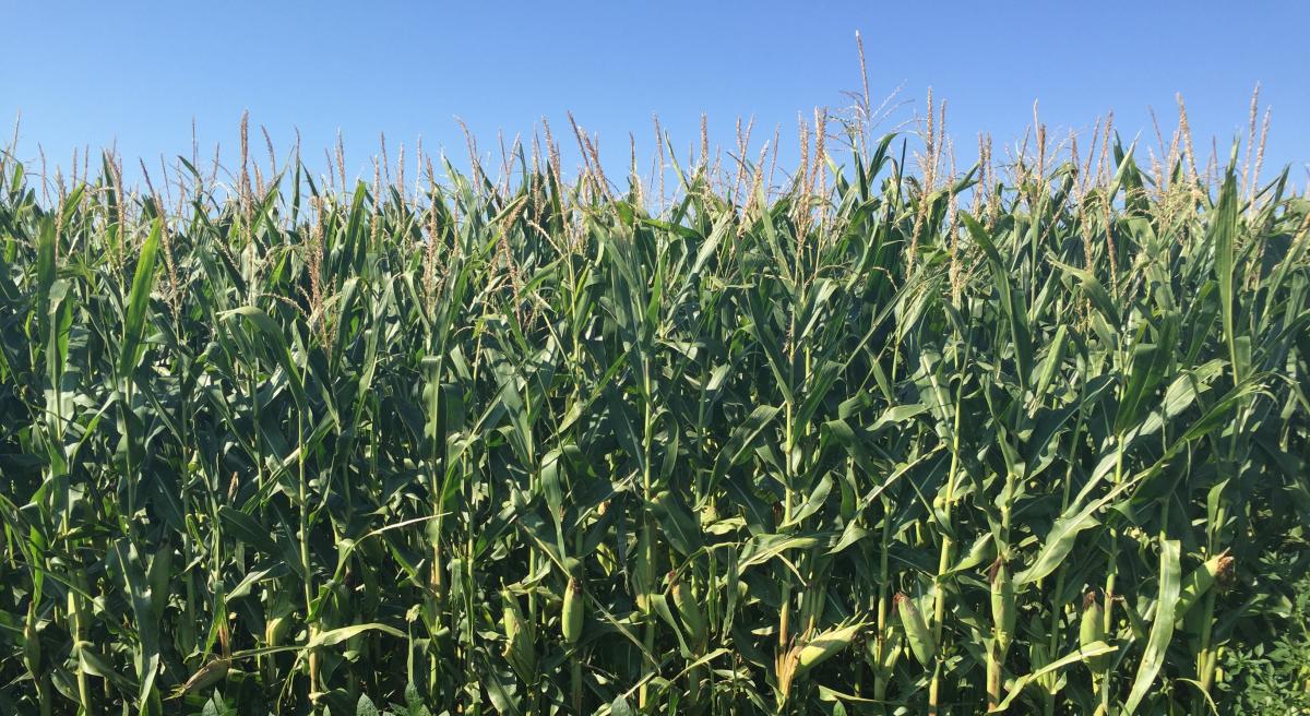 Late season field of corn