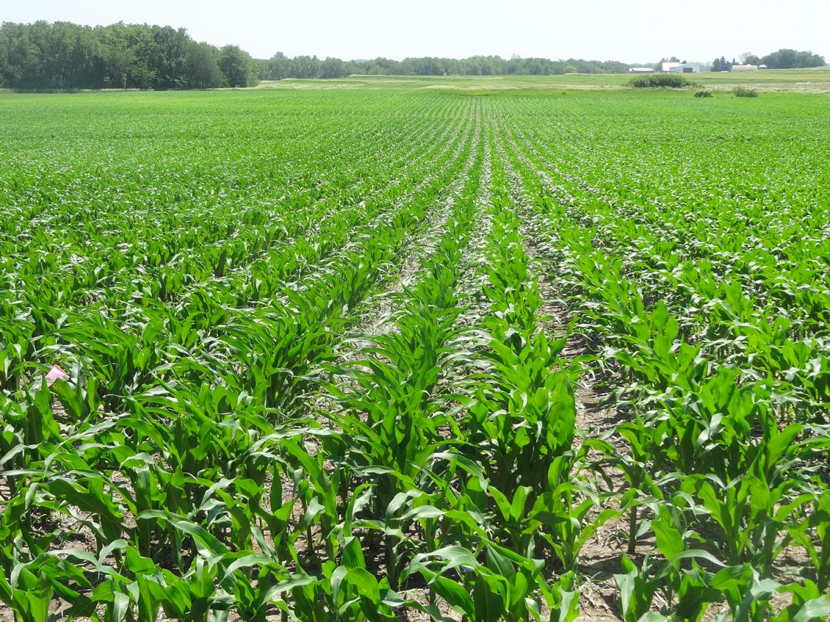 Field of corn at the UNL Rogers Memorial Farm