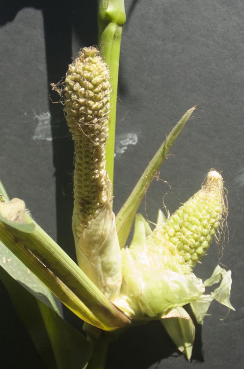 corn ear