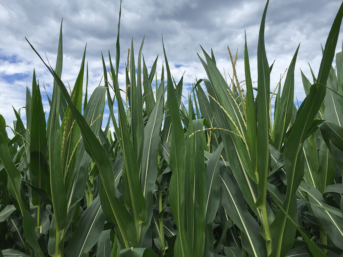 Corn in Dodge and Washington County area