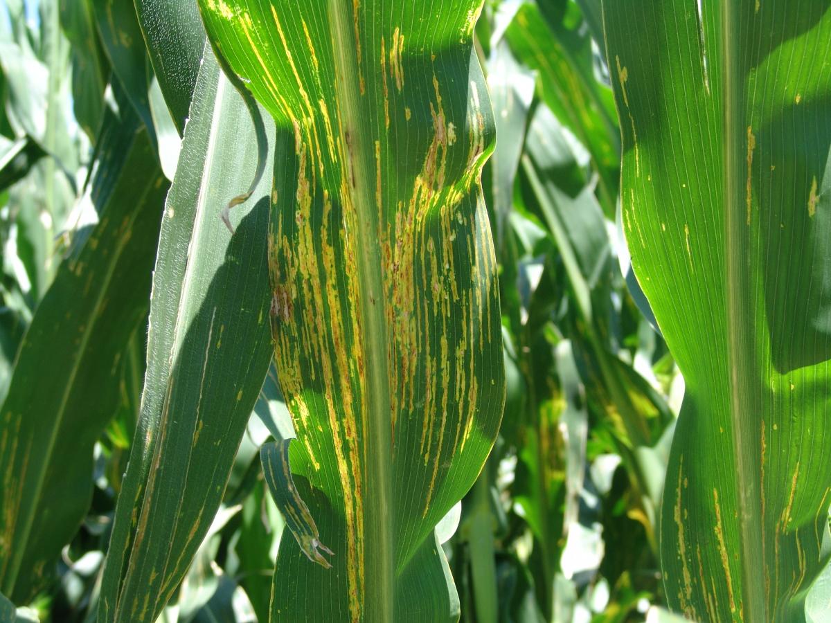 corn bacterial leaf streak