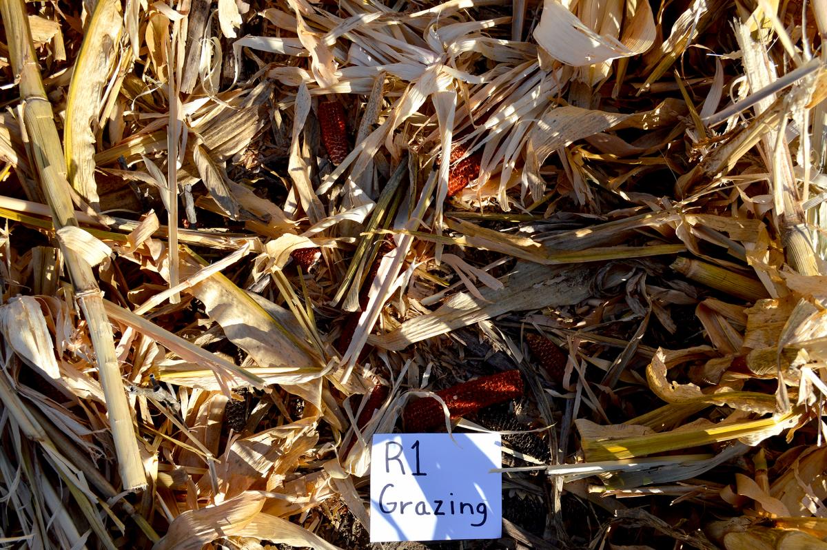 Corn residue after grazing