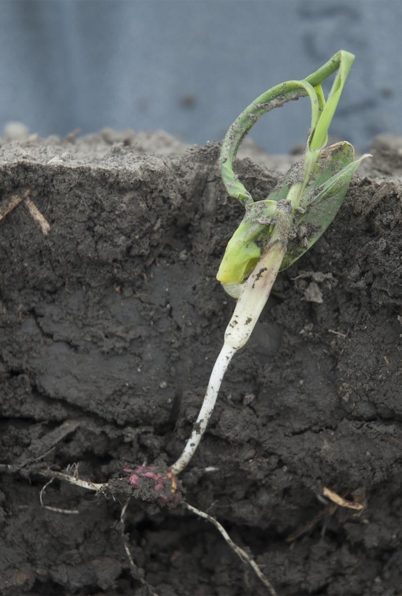 corn leafing out below ground