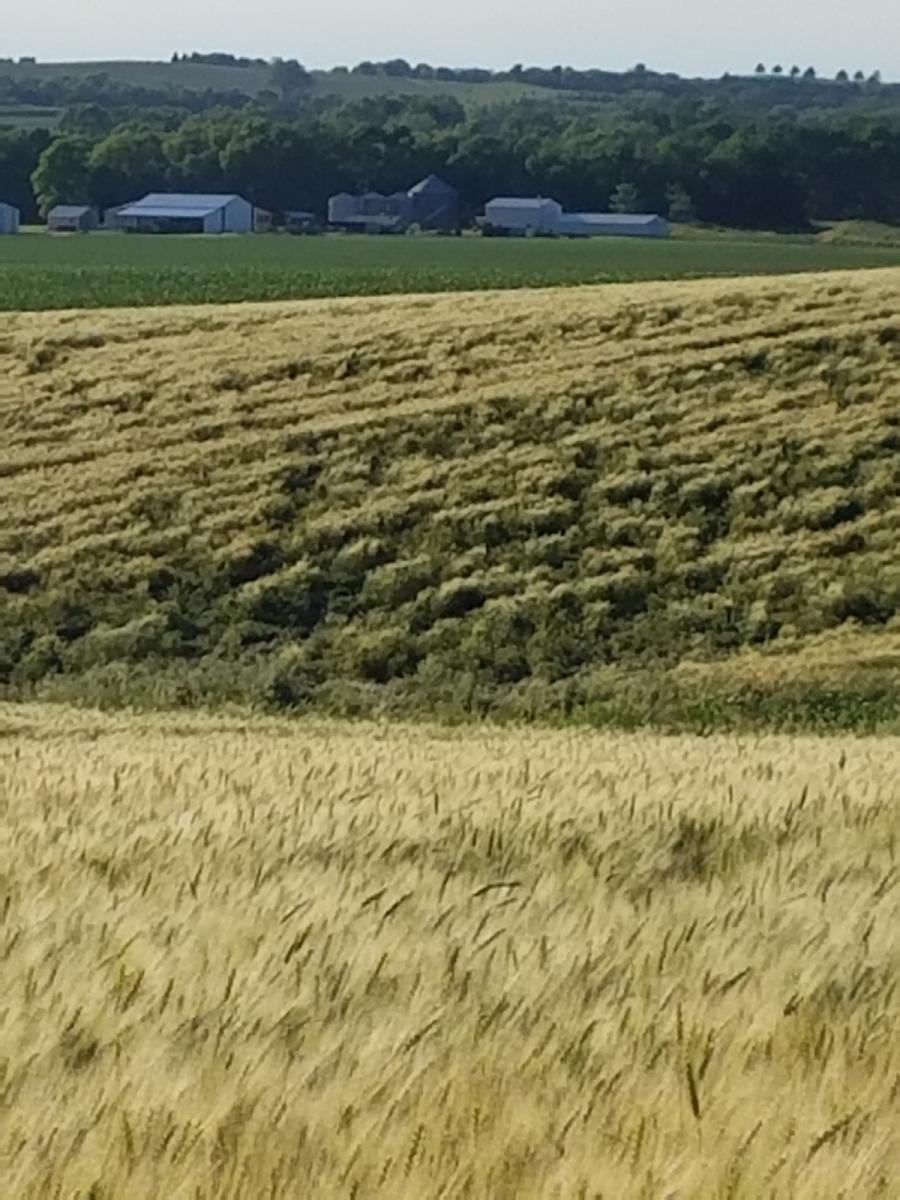 Lodged wheat in Saunders County