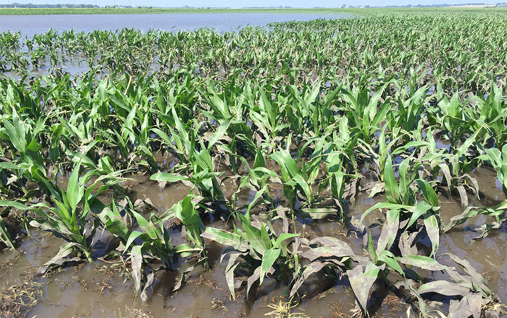 Flooded corn field north of Fremont June 2016