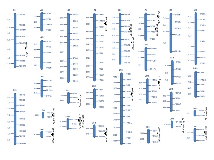Genetic linkage map of proso millet