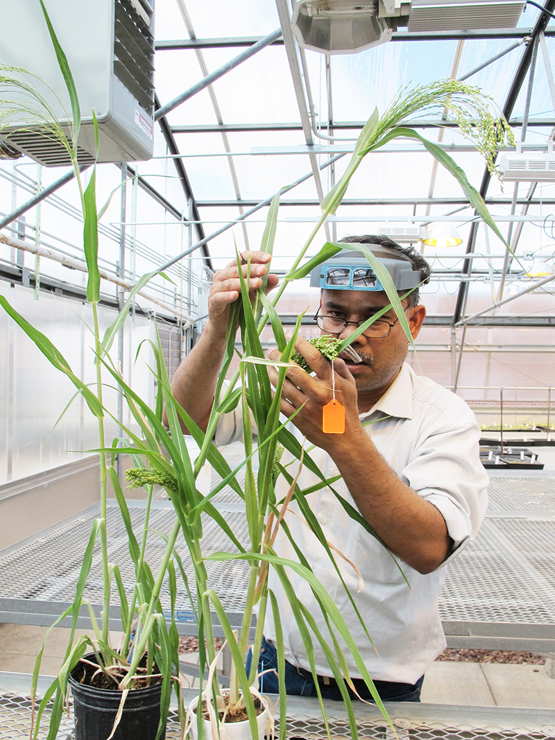 Dipak Santra working in a UNL greenhouse on a new proso millet cross