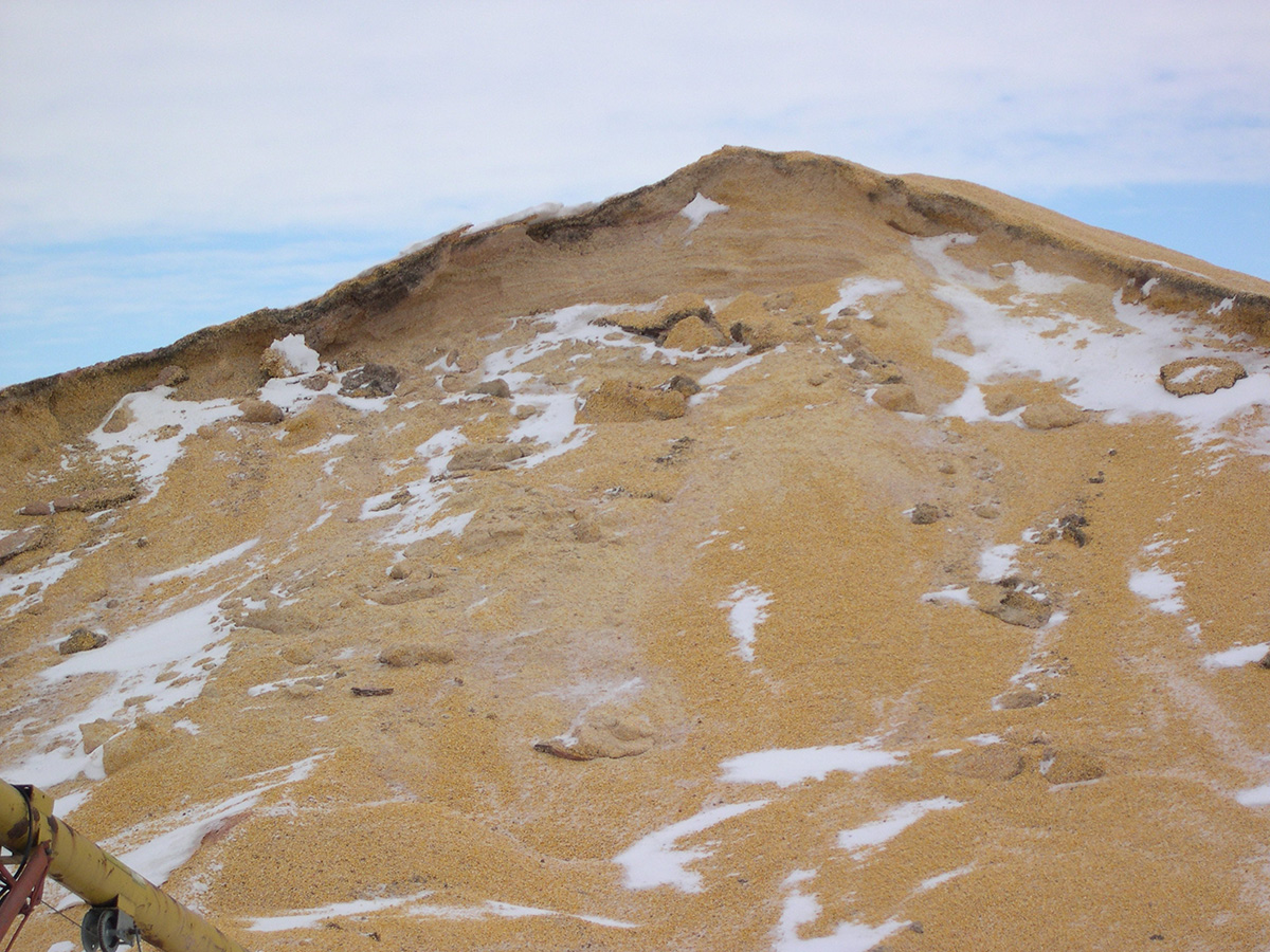 Uncovered, deteriorating grain pile