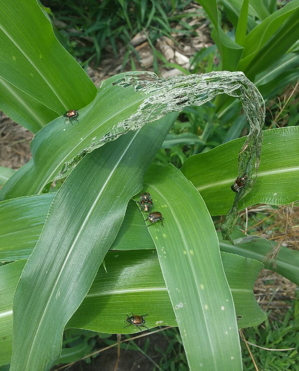 Japanese beetle and damage in corn. By Keith Glewen