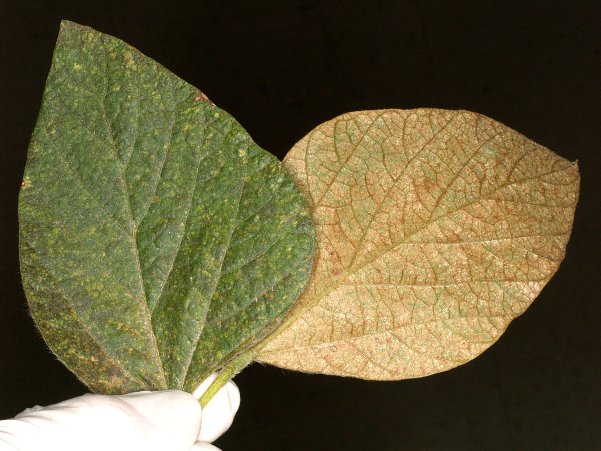 Twospotted spider mite damage to soybean leaves