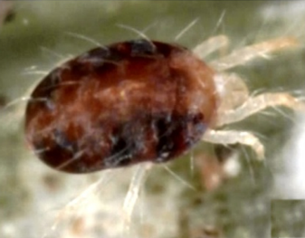 Carmine spider mite