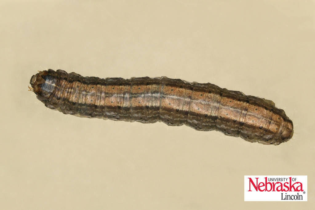 claybacked cutworm larva