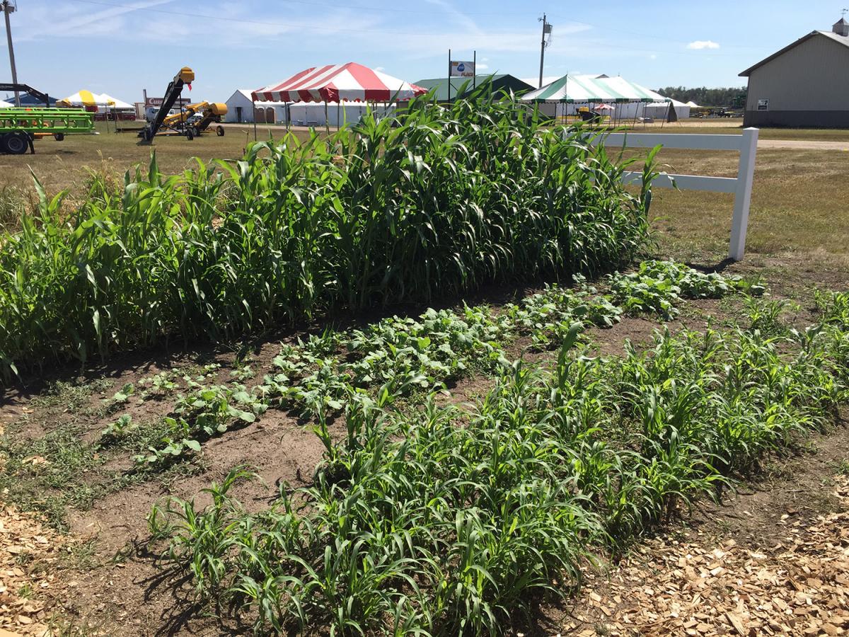Crop plots at the IANR display at Husker Harvest Days