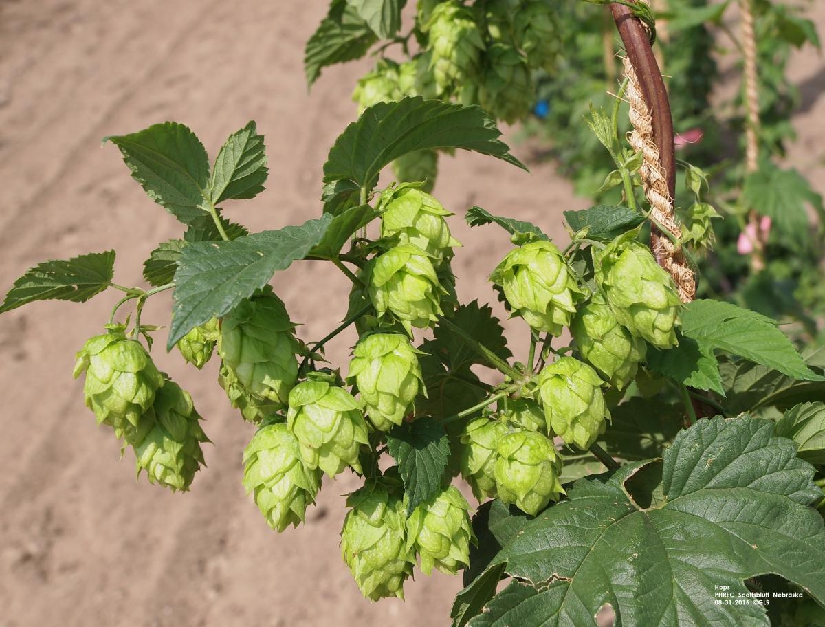 Cones on hops plants