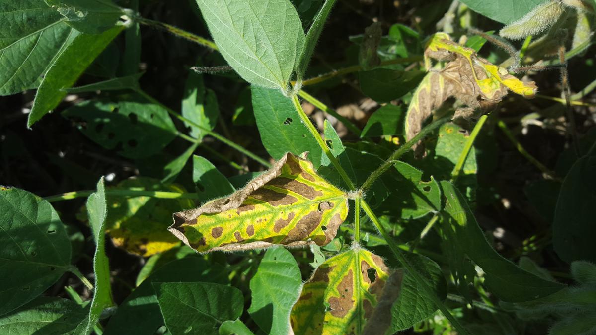 Soybean plant with sudden death syndrome from 2015 On-Farm Research Trial.