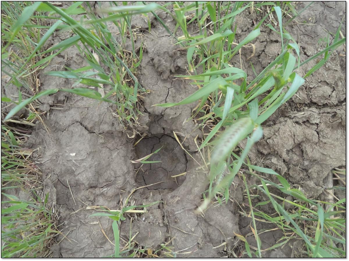 Photo of compaction caused by a cattle hoof