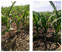 Corn comparison plots