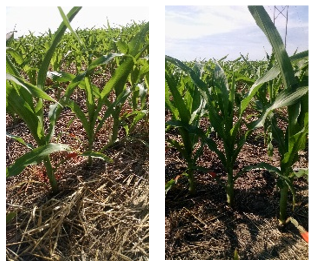 Photos comparing two cover crop plots