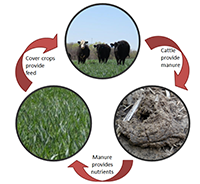 Diagram of pasture nutrient cycle