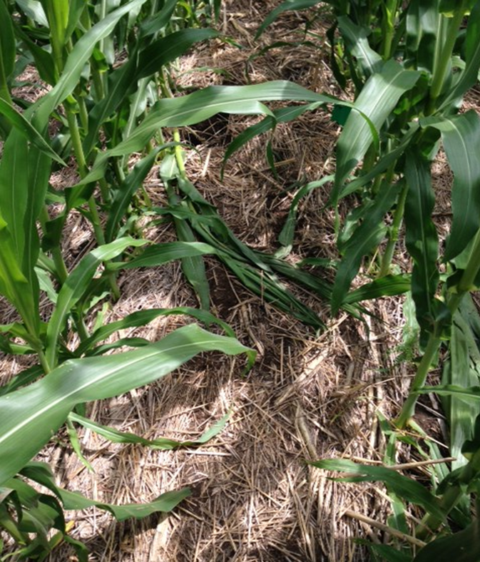Residue and weed coverage in corn field