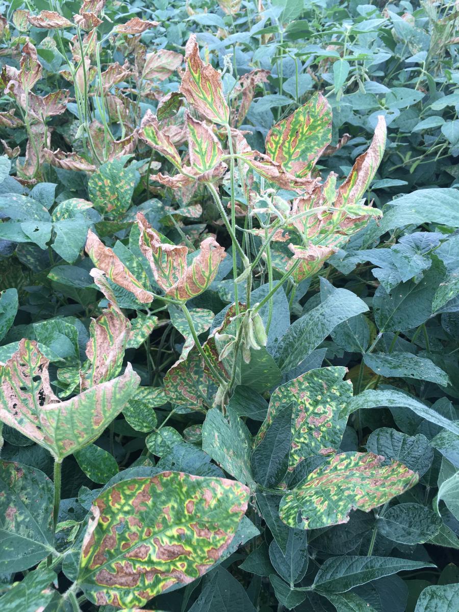 Soybeans with sudden death syndrome