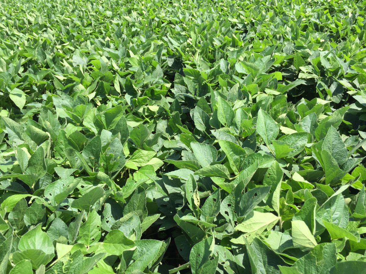 Field of fully caopied soybeans