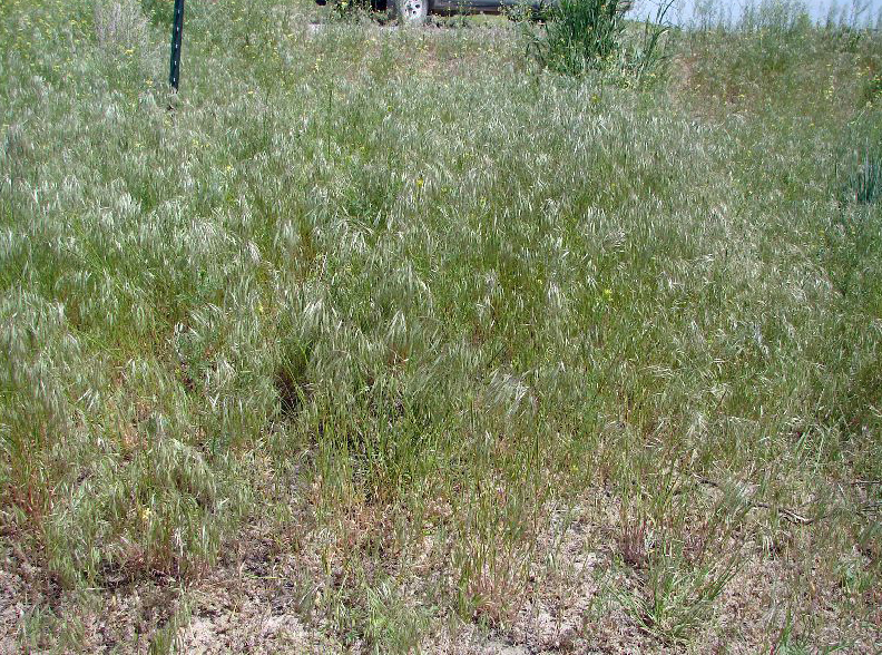 Cheatgrass (Bromus tectorum L.)