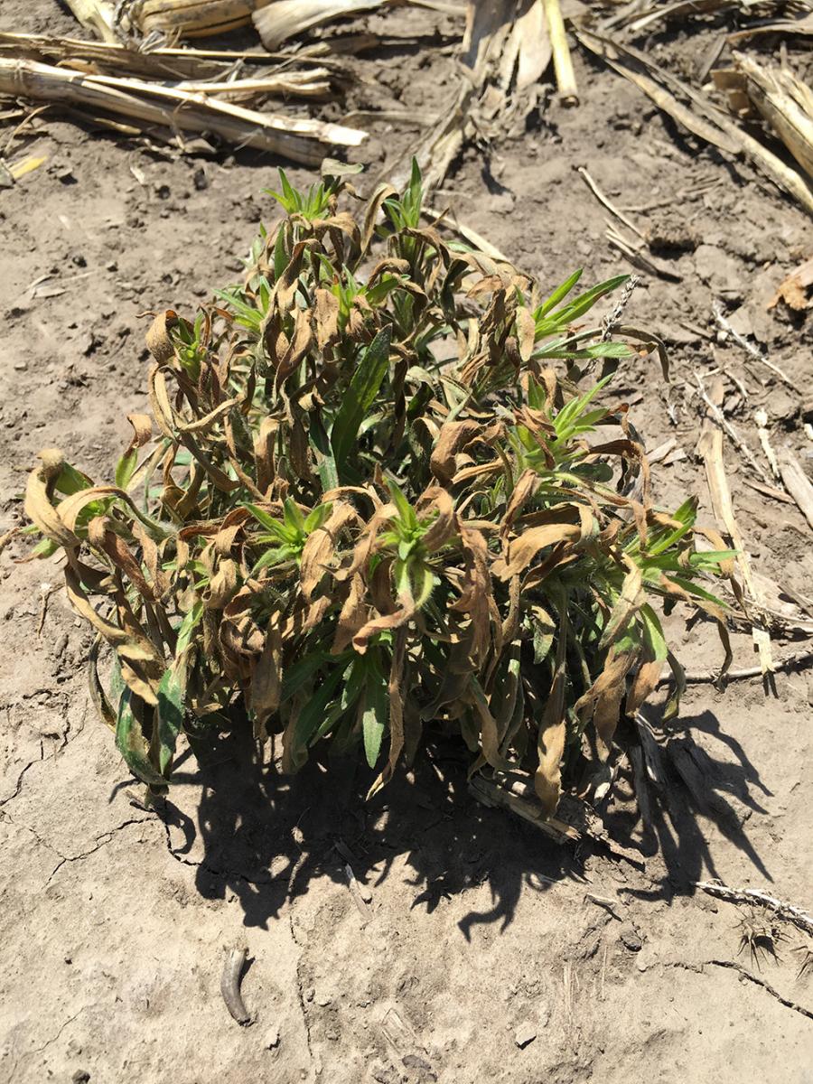 marestail regrowing after spring herbicide treatment