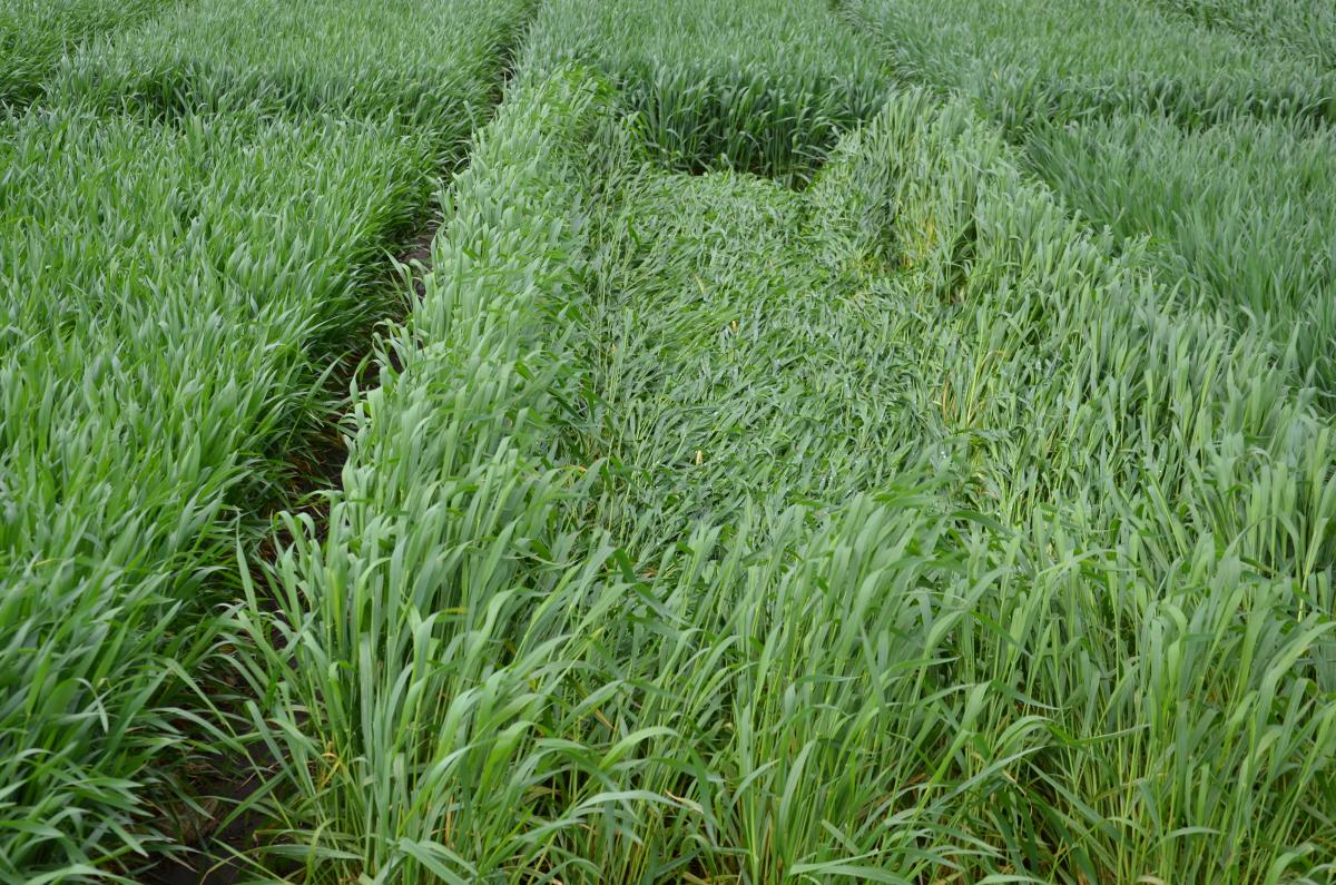 Severe lodging in wheat